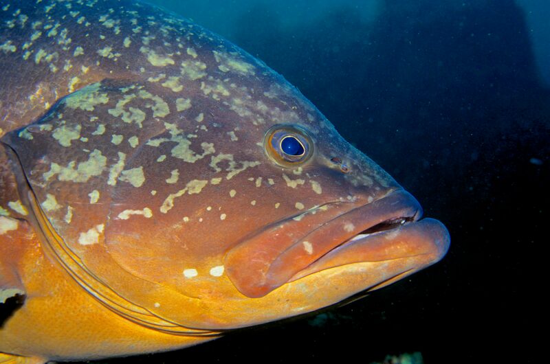 Epinephelus marginatus – Brauner Zackenbarsch