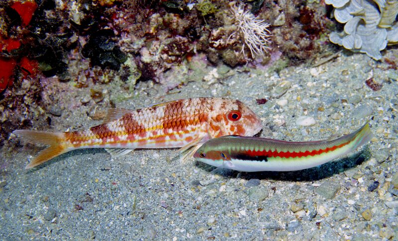 Lippfisch – Labridae